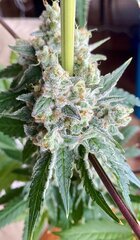 Grape Diamonds Ethos