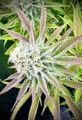 Tropic’Ozz Perfect Tree
