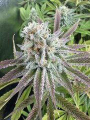 Tropic’Ozz Perfect Tree