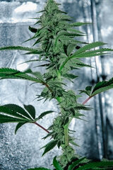 Sour OG; selecta 2024
