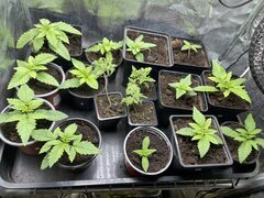 Gavlyn, Tropicanna Punch, DBxCBK, Purple Freak