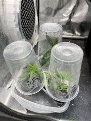 Boutures A5haze, Rosso Corsa, GMO
