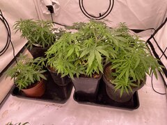 Original Haze, Neville Haze, A5haze, Exodus x Freak