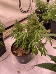 Lebanese