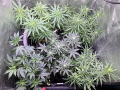Original Haze, A5Haze s1, Neville Haze, GMO