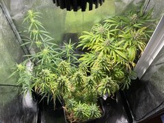 IMG_6667.jpeg