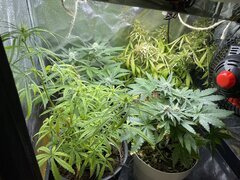 IMG_6669.jpeg