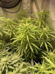 Original Haze