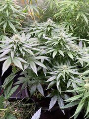 Neville Haze