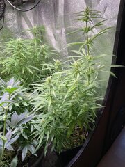 Original Haze