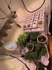 IMG_6768.jpeg