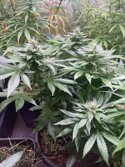 Neville Haze