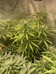 Original Haze