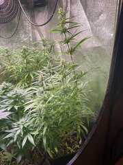 Original Haze
