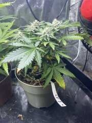 Exodus x Freakshow F3 #1