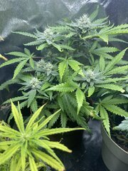 Exodus x Freakshow F3 #9