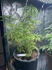 Original Haze