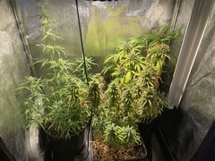 IMG_6802.jpeg