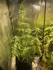 Original Haze