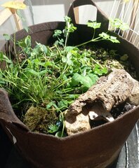 vers de terre et cloporte, les arthropotes !