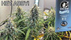 Video Amnesia Jelly