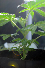 AK47
