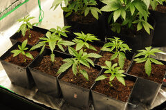 SPK AK47 PINEAPPLE