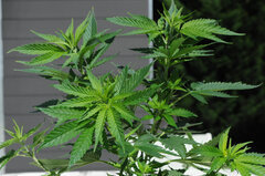 AK 47