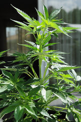 SENSI PURPLE KUSK