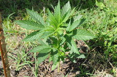AMNESIA AUTO OUT