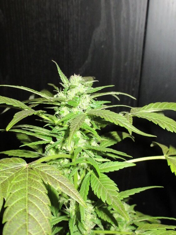1178815902_ChitraliRSC22-05-24-plante2.thumb.JPG.56af6a0c5040248def6561052a175f9e.JPG