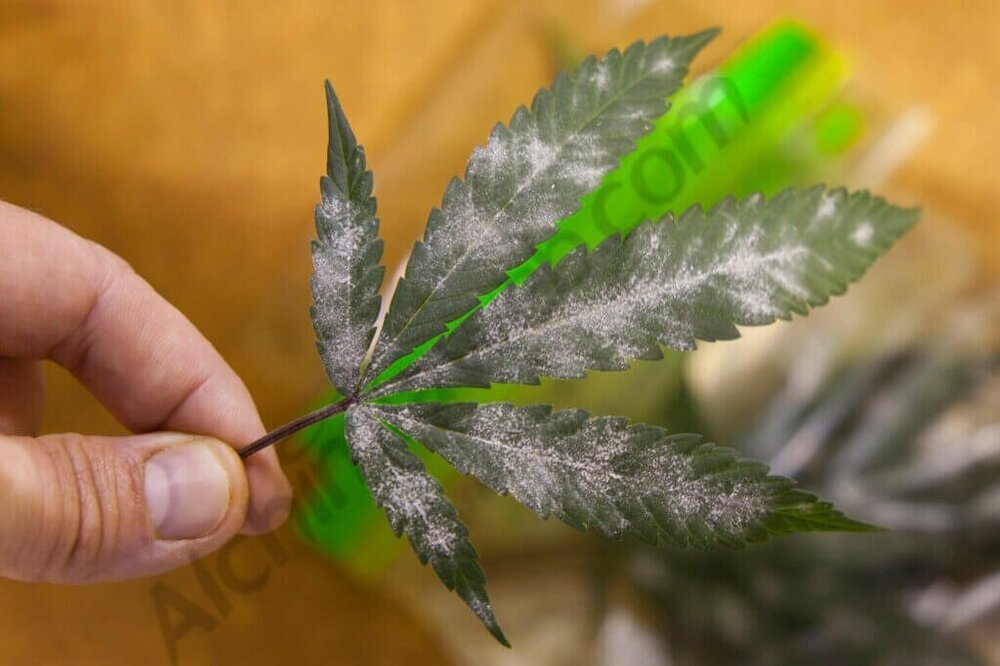 1268095352_oidiumcannabis.thumb.jpg.0a60706571faac1fc2aca3d5ff8107d7.jpg