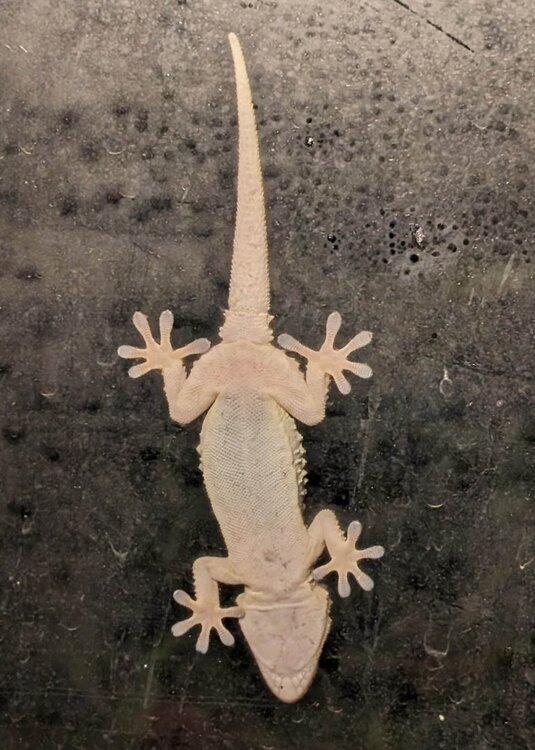 1448010393_PGecko.thumb.jpg.d8d3651fe2f57cf7317258cc70edcada.jpg