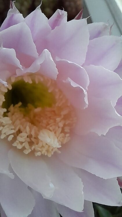 Echinopsis oxygona 2.jpg