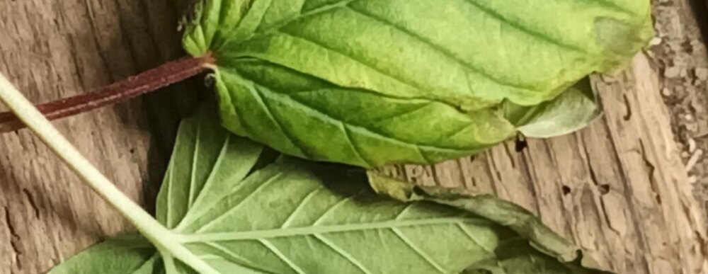1648699245_6.thumb.jpg.7b937d2ab955af56febbd9ac9bf4c004.jpg.bd9772e42cfe130fd816515a352c67d7.jpg