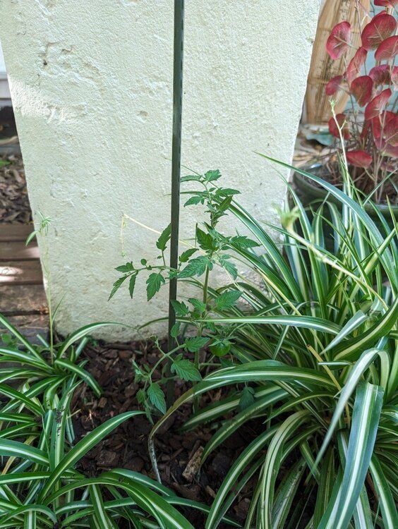 P tomate choco.jpg