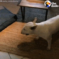 200w.gif.ebaa0aaf59c1c8da780493cbbc0a6713.gif