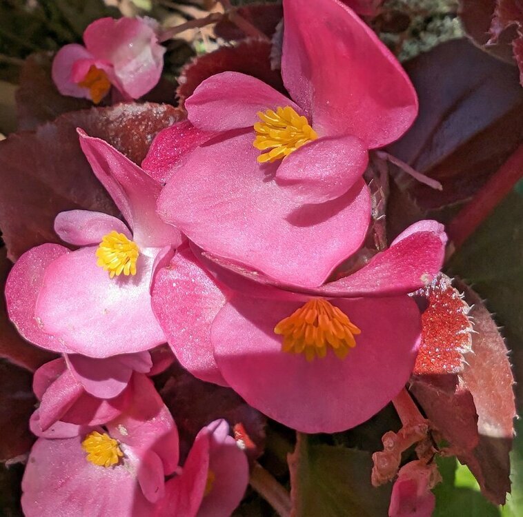 2096370106_P-bgonias-2lorez.thumb.jpg.92ba6c6bf7d23a7bcf6c18129ab67c50.jpg