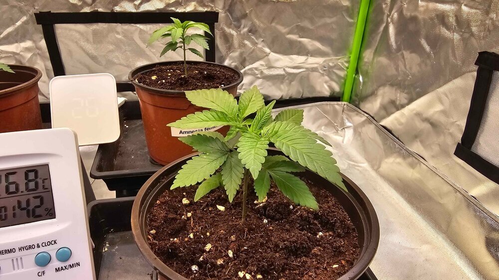 530372234_Plant2.thumb.jpg.5c1b1e5927c6f827e1390b6c090beaa2.jpg