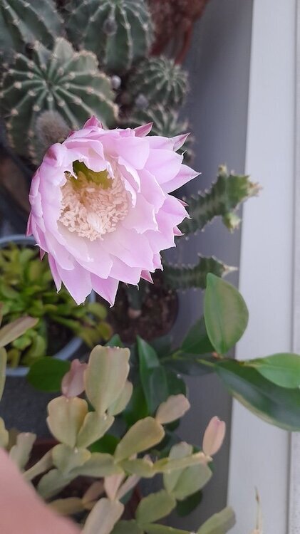 Echinopsis oxygona 3.jpg