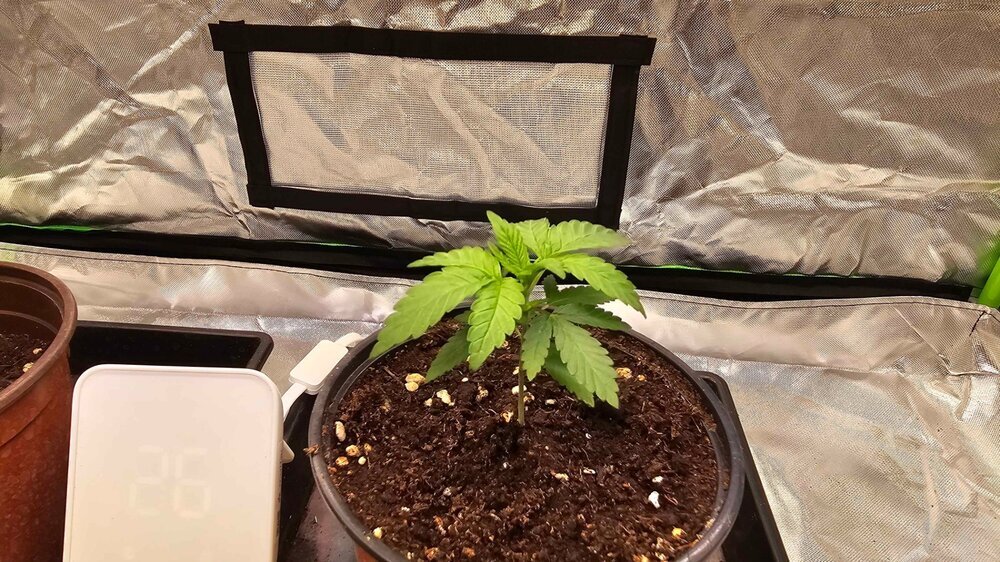 648850173_Plant3.thumb.jpg.88d9fced426f05b31760040d7b1c798f.jpg