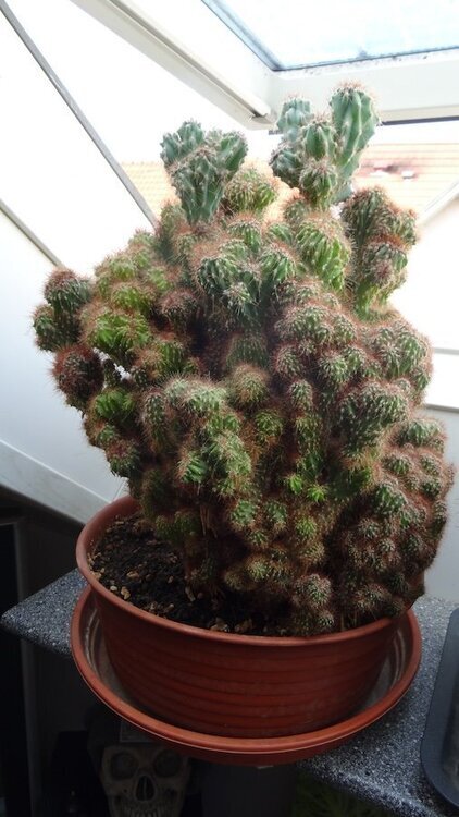 Cereus peruvianus monstrosus.JPG