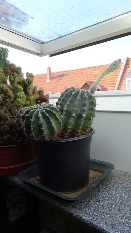 Echinopsis oxygona 0.JPG