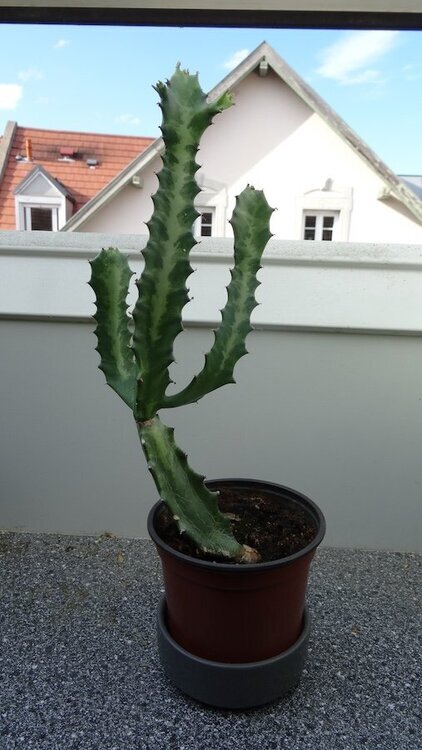Euphorbia.JPG