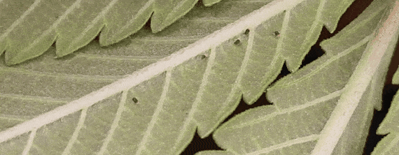 GIF-240625_175438.gif.94fec6f274658dbb849cd146915b3797.gif