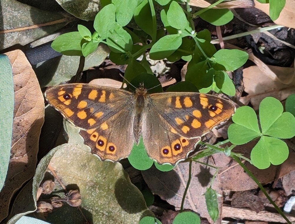 Papillon-lorez.thumb.jpg.0e27651c18f7b71895bd7ee22a67bb10.jpg