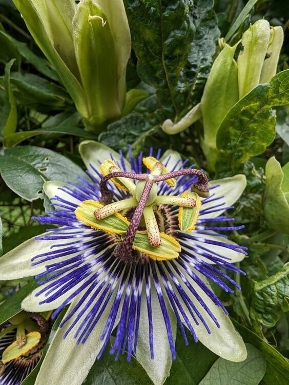 Passiflore-1.thumb.jpg.2a7226794e33c86c2d250f76d82f50bc.jpg