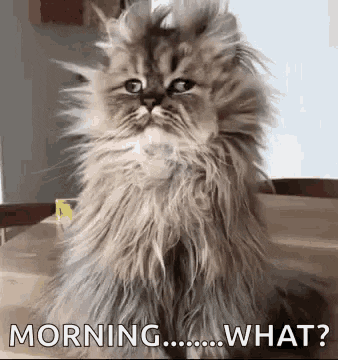 catlool.gif.a4a9f1b0f07fe666f2aca97e7db4644a.gif