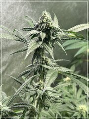 FLO+36 GP x CT X BYB cut.jpg