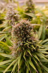 12:12 +72 - orient express polybud.JPG